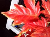 Camera Sample Photo 2